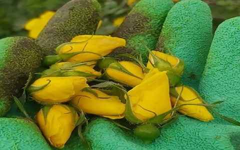 خرید و قیمت گل محمدی زرد رنگ + فروش عمده